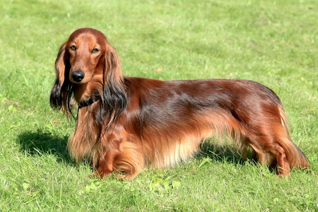 Teckel de pelo largo