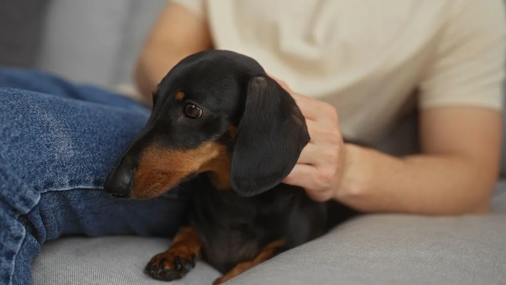 perro de la raza Teckel de pelo liso, corto y negro