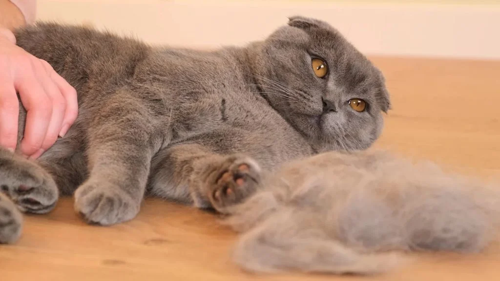 Pelo de gato