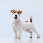 Jack Russell Terrier