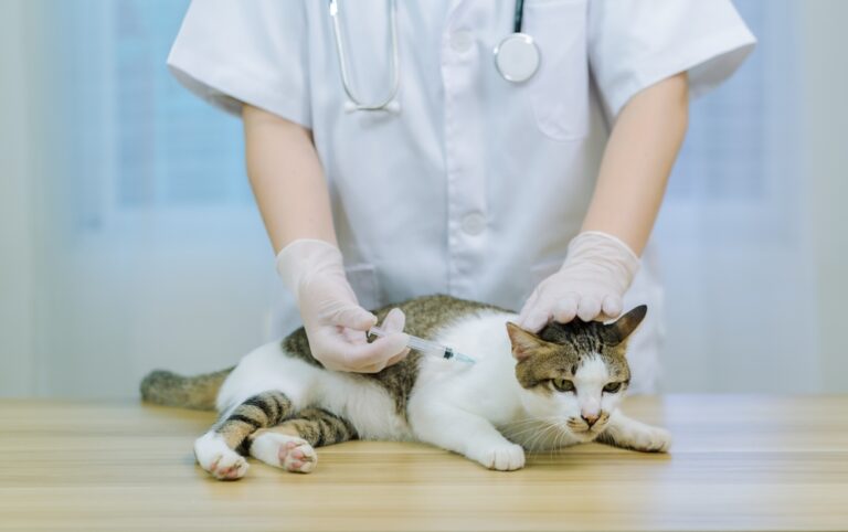 Todo lo que necesitas saber sobre las vacunas para gatos en España