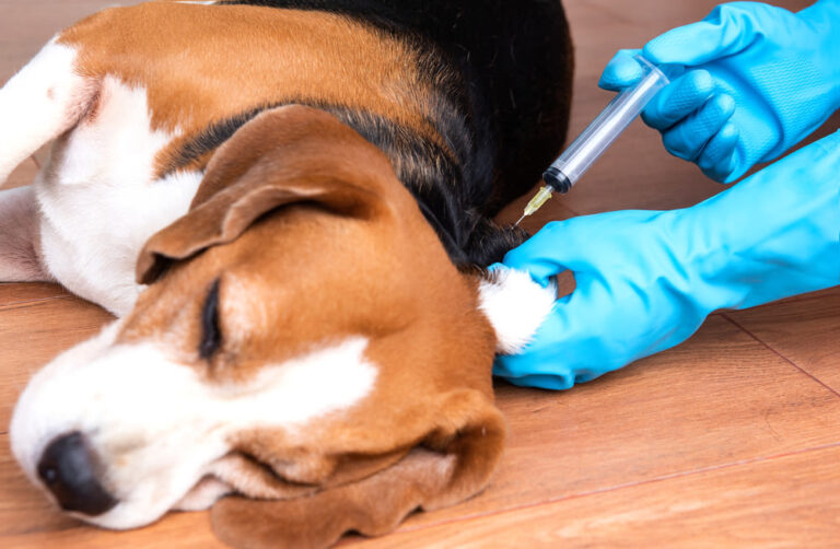 ¿Cuándo debería ponerle la vacuna polivalente a mi perro y cuánto cuesta ponerla?
