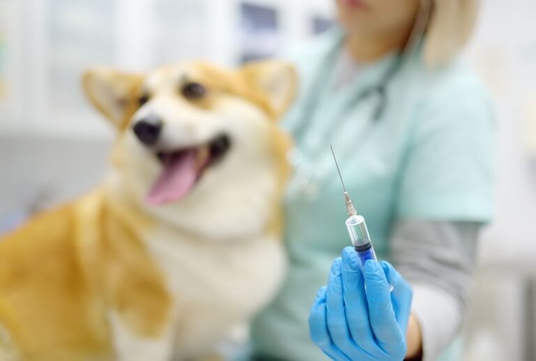 ¿Cuáles son las vacunas obligatorias para perros en España?