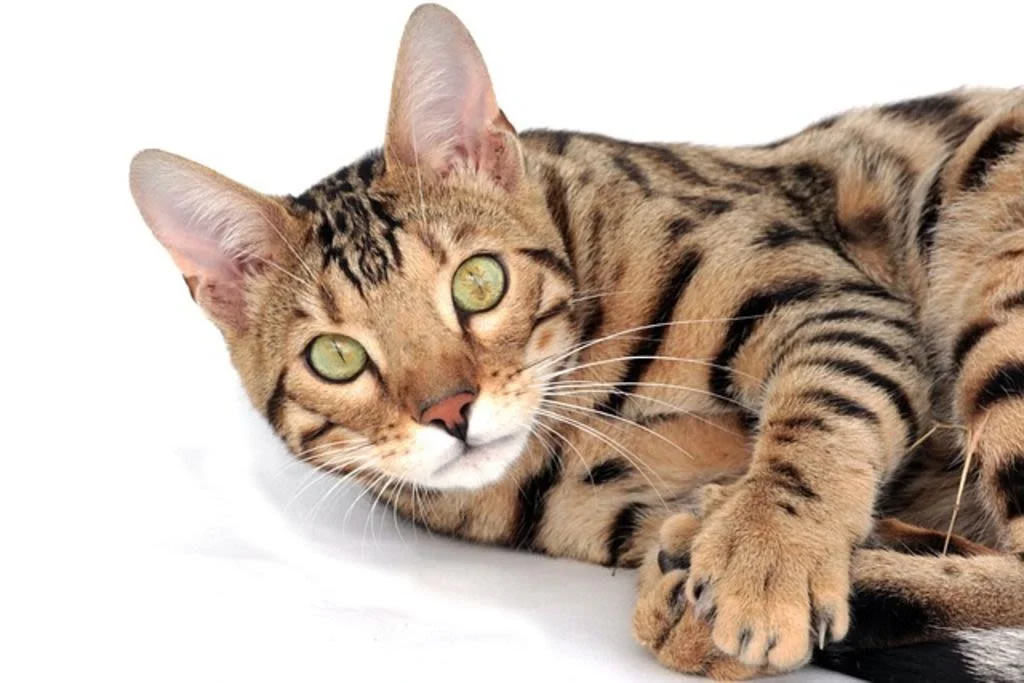 Gato con pelaje atigrado moteado.