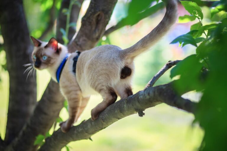 ¿Qué pasa si decido castrar a un gato adulto?