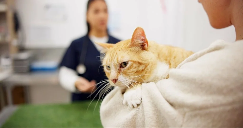 Gato en veterinario