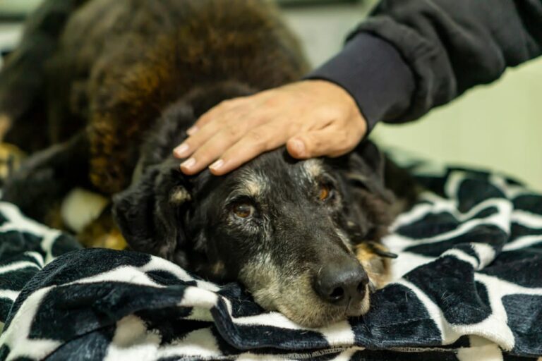 Eutanasia en perros: ¿Cuánto cuesta y cómo afrontarla?
