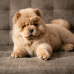 Chow chow