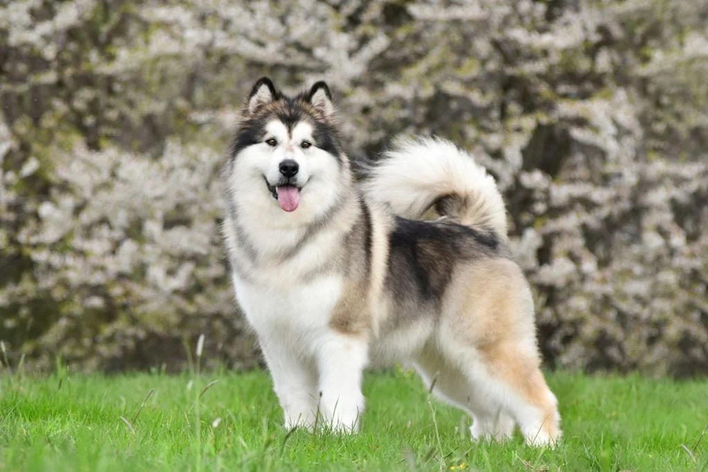 Malamute
