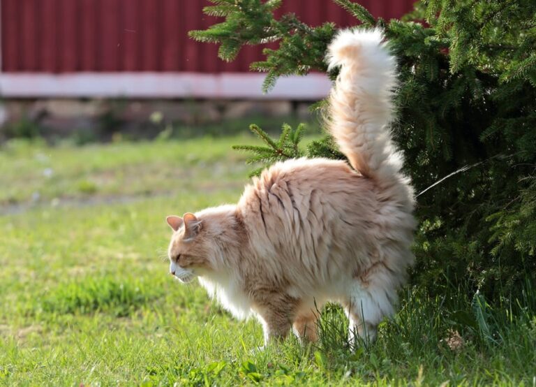 ¿Es malo castrar a un gato? ¿Qué desventajas o inconvenientes puede tener?