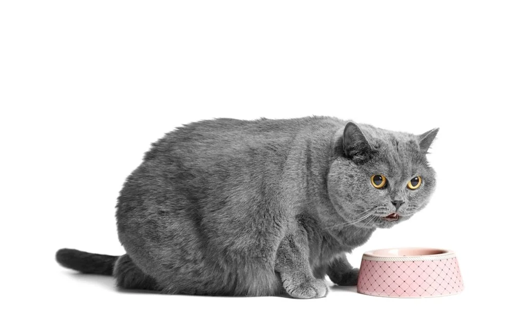 Gato obeso