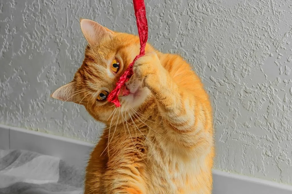 Gato jugando