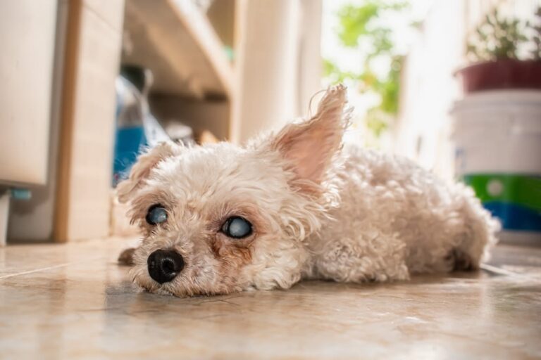 ¿Cuánto cuesta una operación de cataratas en perros y en qué consiste?