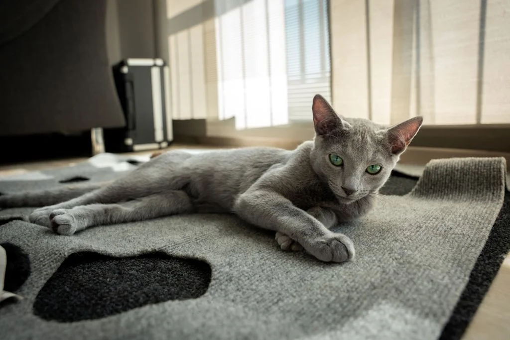 Gato ruso azul