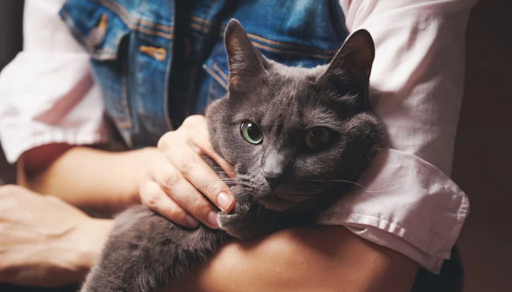 Gato azul ruso de ojos verdes