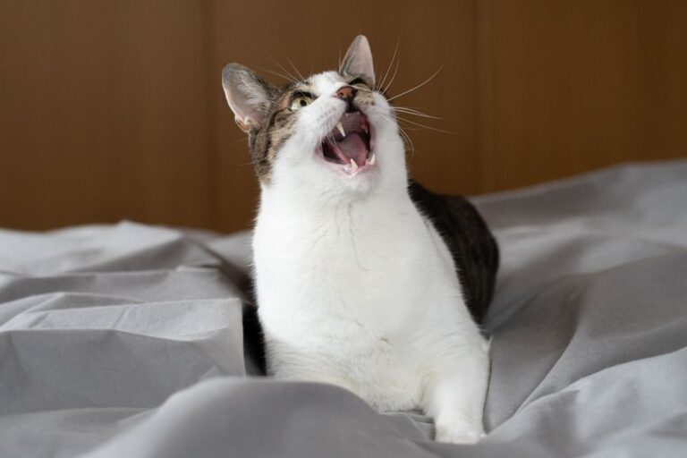 ¿Es posible que mi gato esté afónico o haya perdido la voz? ¿Un gato puede ser mudo?