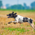 Pointer