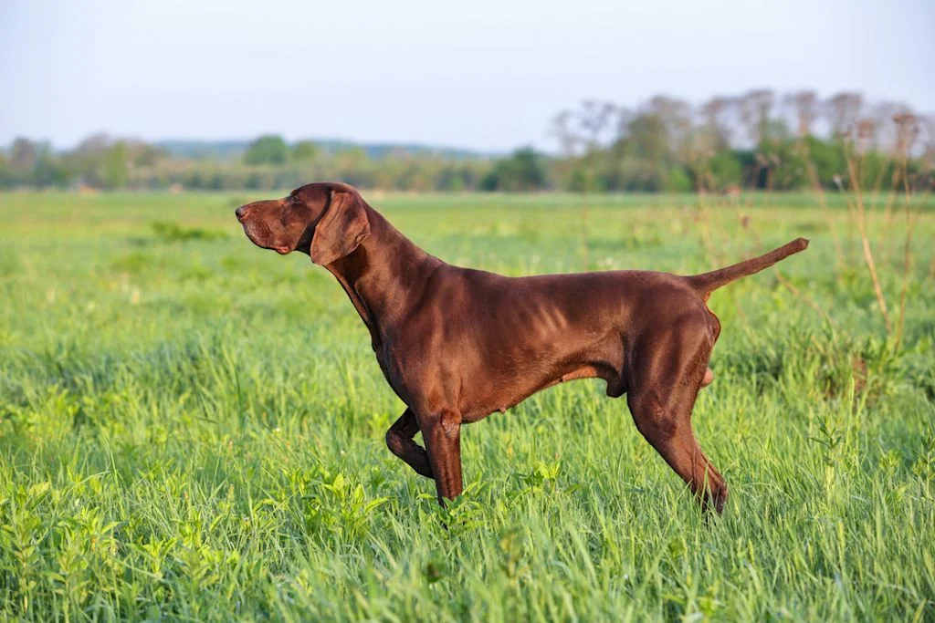 Pointer de caza