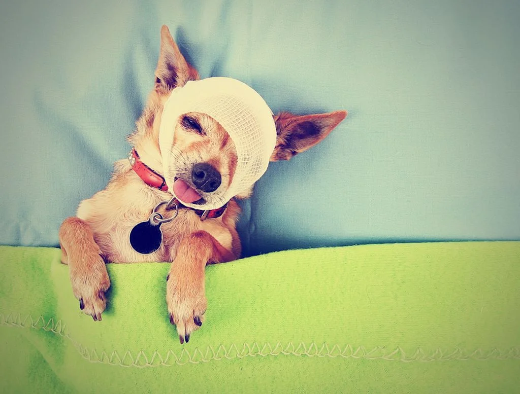 Protege a tu mejora amigo con un seguro para mascotas
