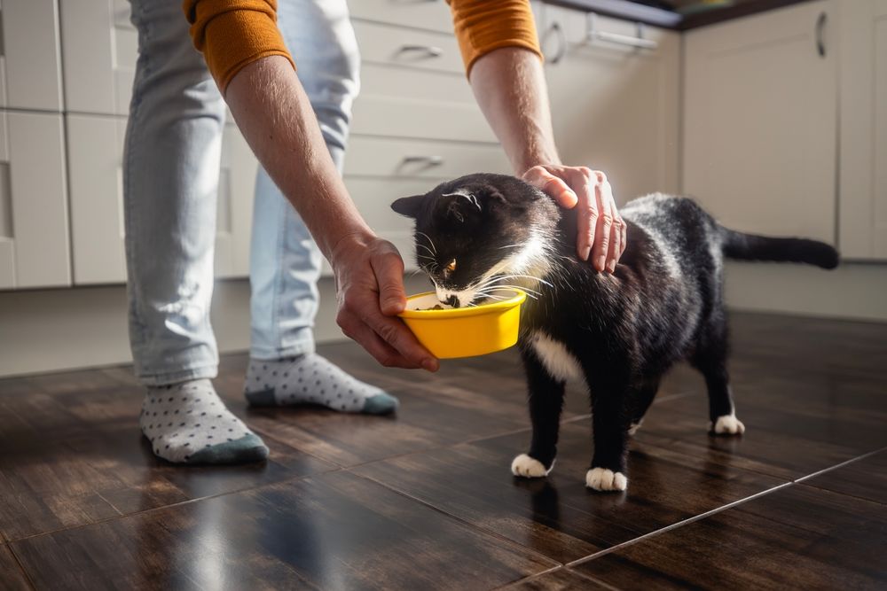 ¿Cuánto debe comer un gato al día? Guía completa de alimentación para gatos