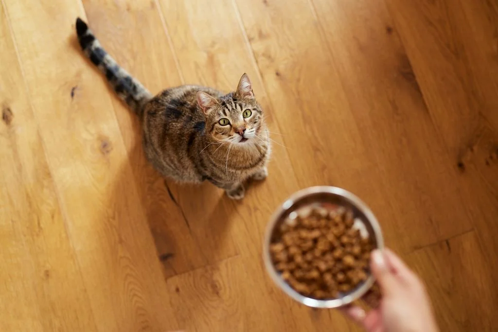 cuanto debe comer un gato al dia