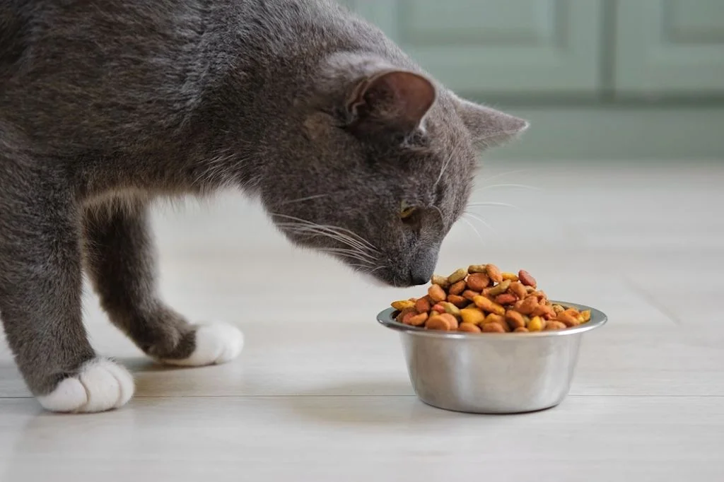 cuanto debe comer un gato adulto