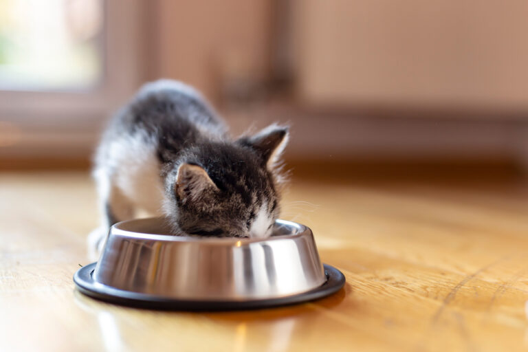 Guía completa de alimentación para tu gato de seis meses esterilizado: cantidades y consejos