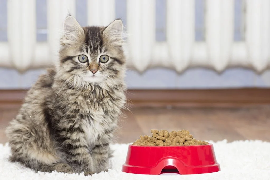 cuánto come al dia un gatito de 6 meses esterilizado