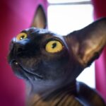 Gato egipcio