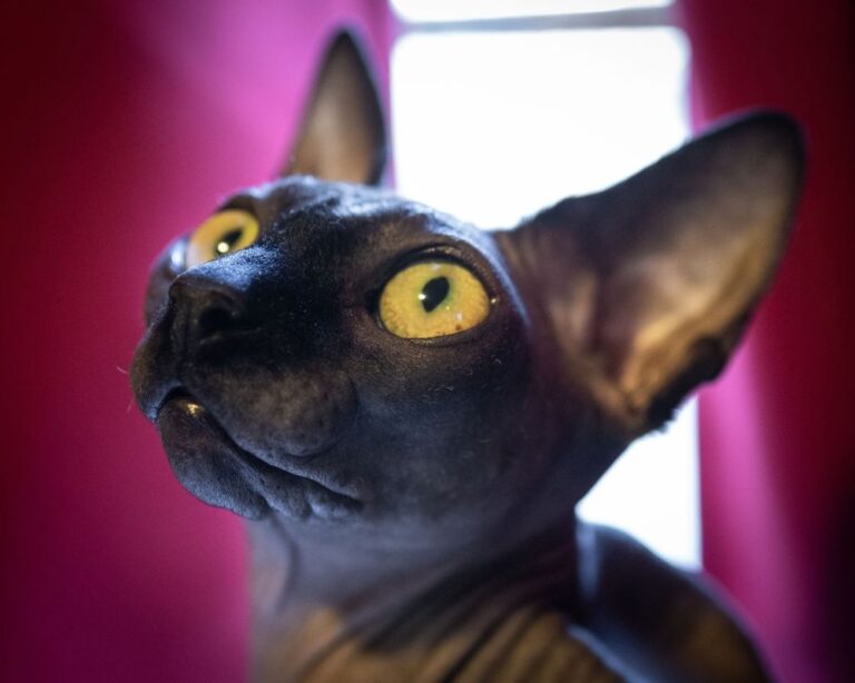 Gatos egipcios o Sphynx