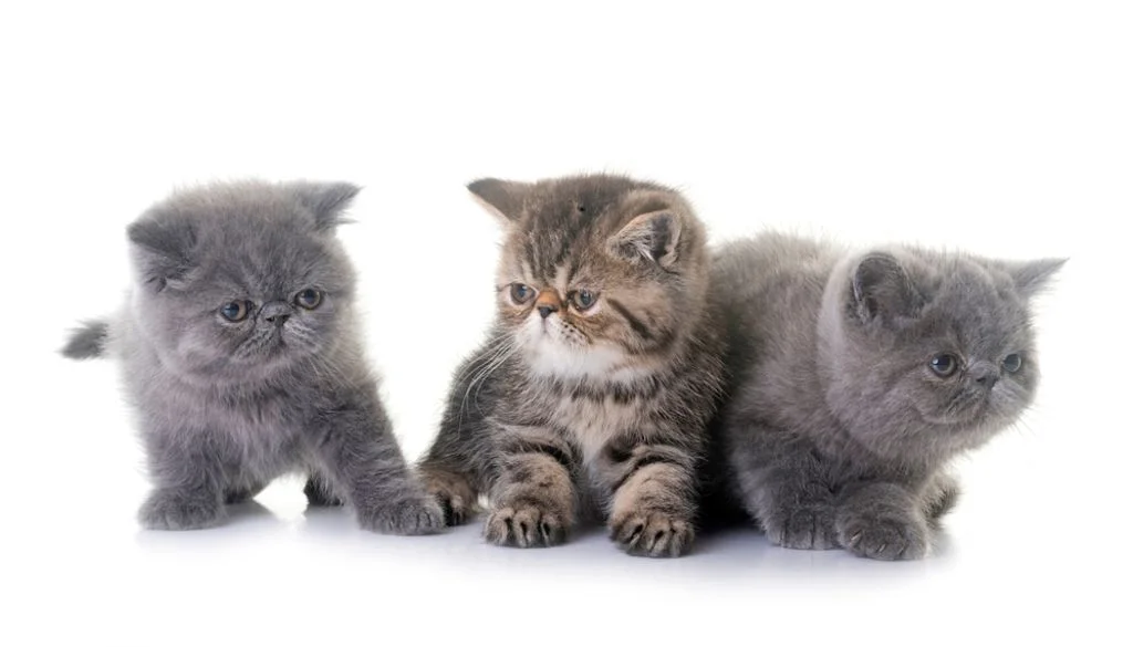 Cachorros de gato Exotic Shorthair