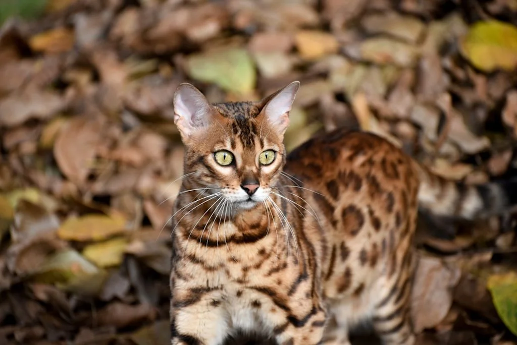 Gato de Bengala
