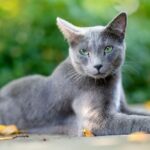 gato gris ruso