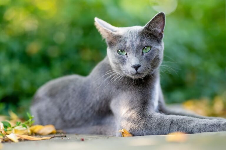 Gato gris
