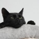 Gato negro