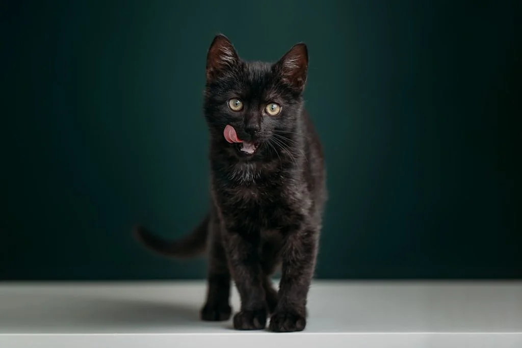 Gatito negro&nbsp;