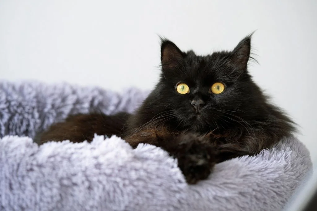 Gato negro de pelo largo
