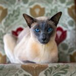 Gato siamés