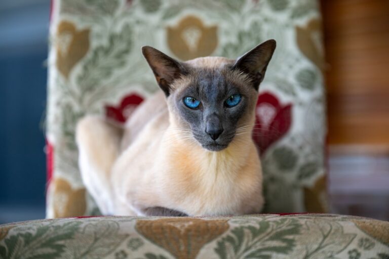 Gato Siamés