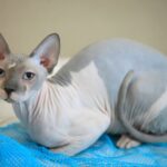 Gato sin pelo