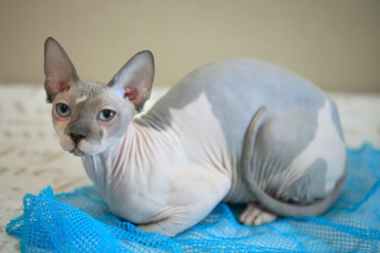 Gato sin pelo (Sphynx)