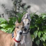 Perros lebreles