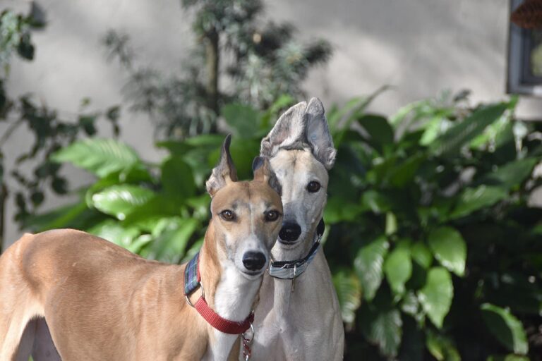Perros lebreles  (grupo 10)