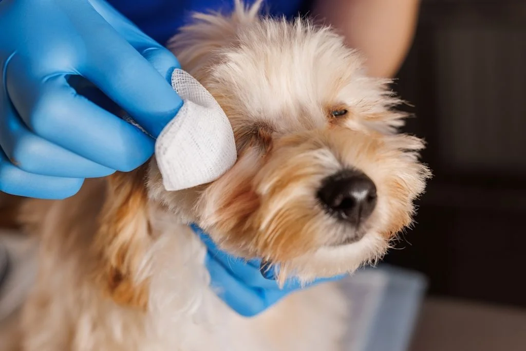Perro veterinario