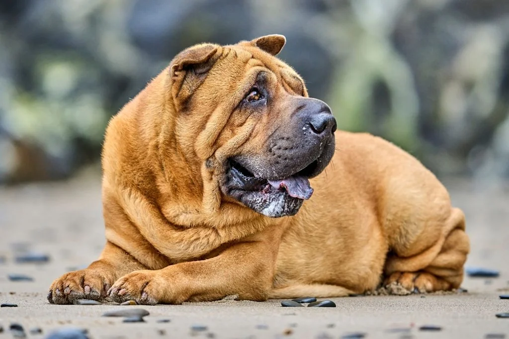 Shar pei
