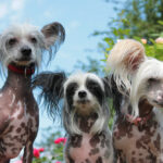 Perros sin pelo