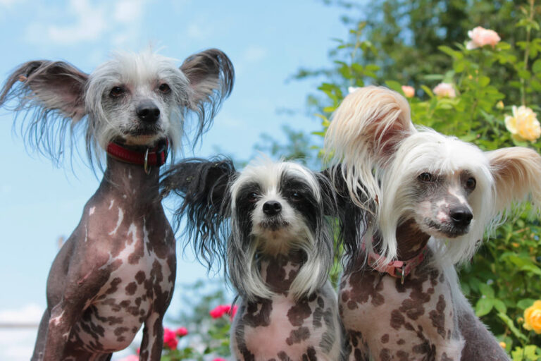 Perro sin pelo