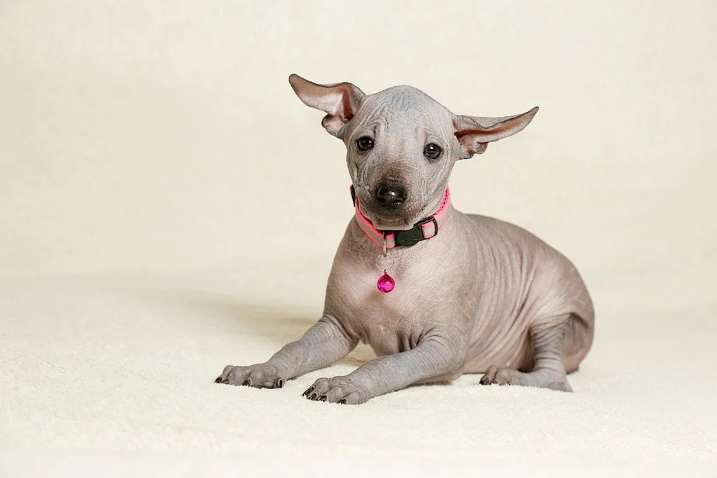 Cachorro Xoloitzcuintle