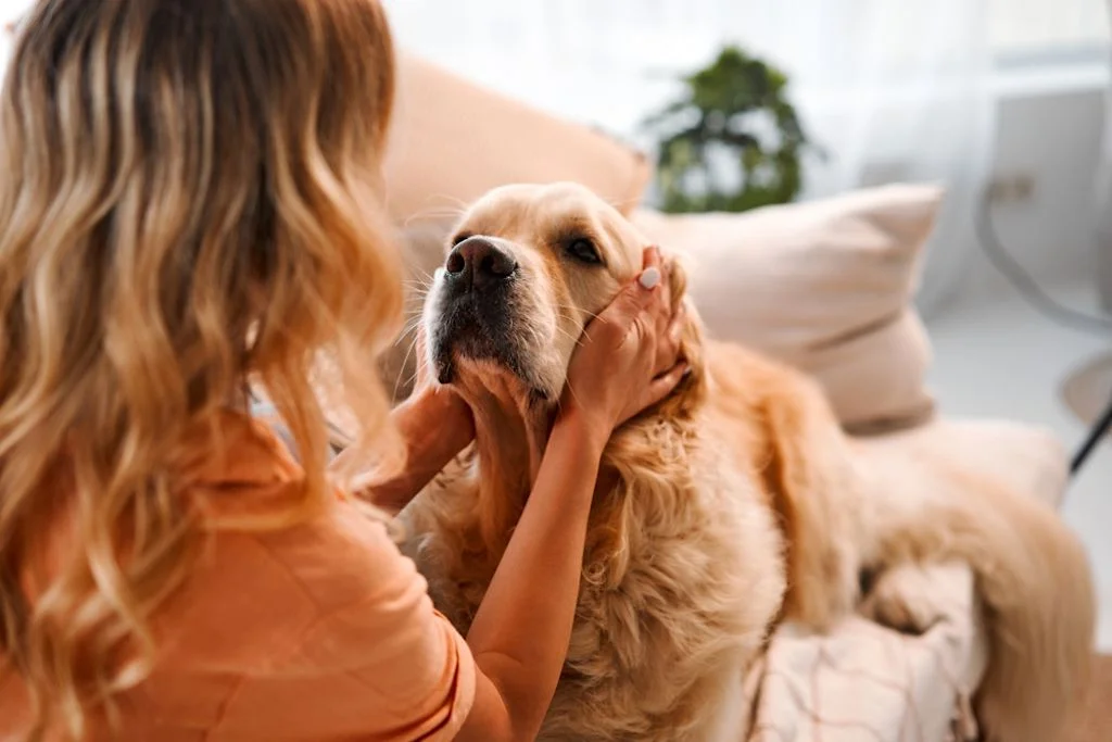 Mejores perros de compa&ntilde;&iacute;a