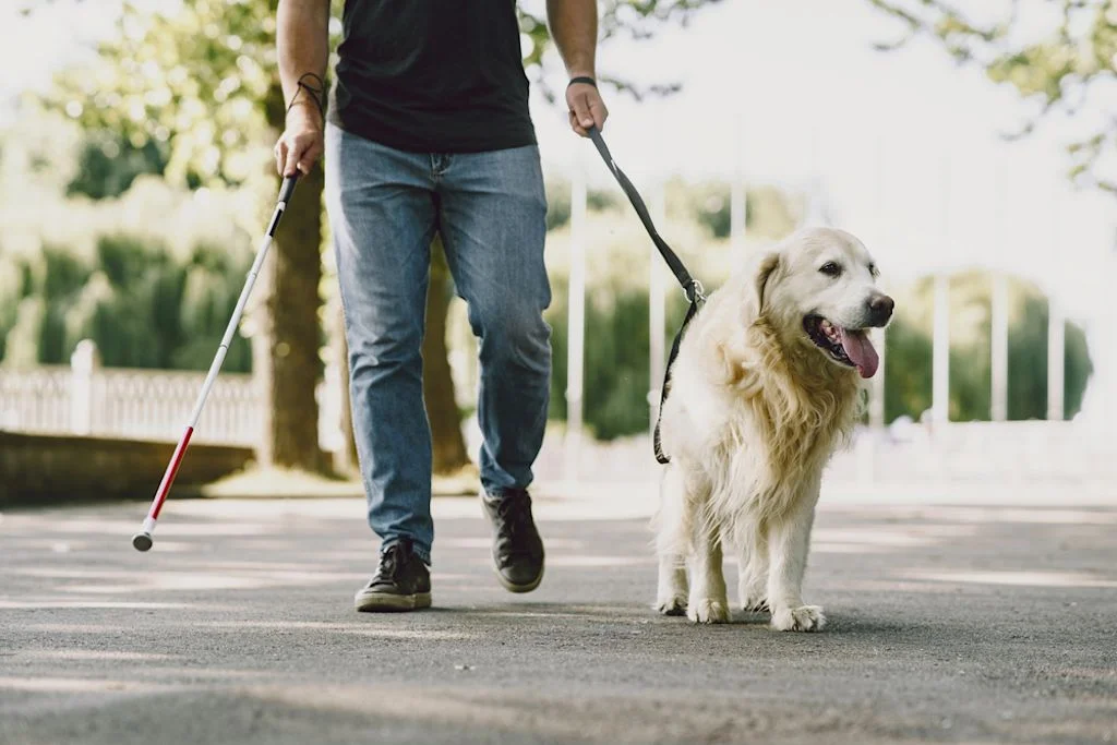 Perro guía Labrador